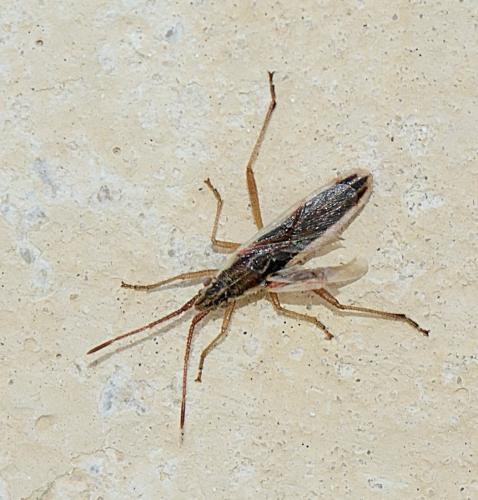 Réf. 337 714 : Myrmus miriformis